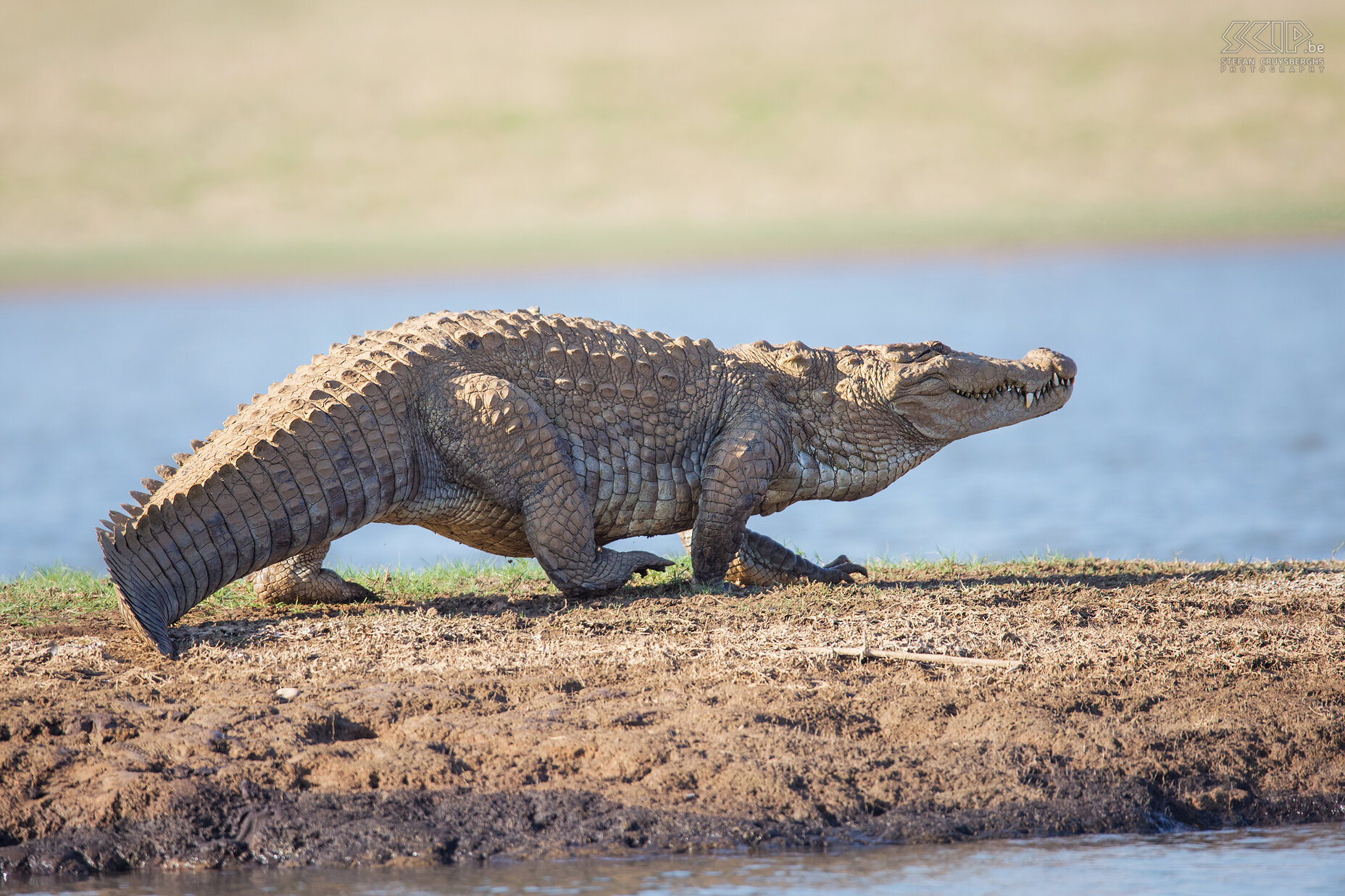 Kabini - Crocodile We also made a boat trip on the Kabini river and spotted many water birds (egrets, herons, kingfishers, terns, cormorants, ...) and giant crocodiles. Stefan Cruysberghs